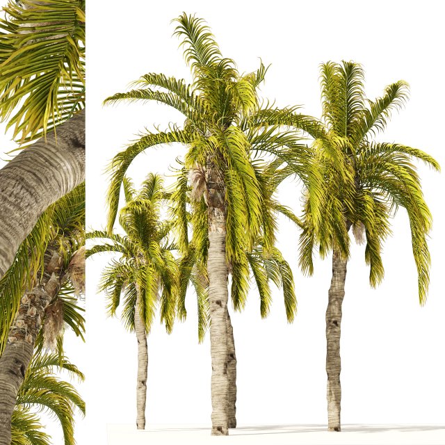 5 Queen Palm Trees 3D Модель .c4d .max .obj .3ds .fbx .stl .blend 