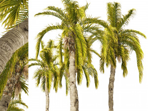 5 Queen Palm Trees 3D Model