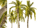 5 Queen Palm Trees 3D Модель