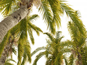 5 Queen Palm Trees 3D Model