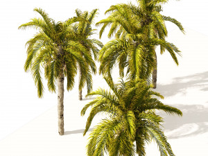5 Queen Palm Trees 3D Модель