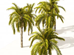 5 Queen Palm Trees 3D Model