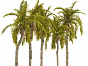 5 Queen Palm Trees 3D Model