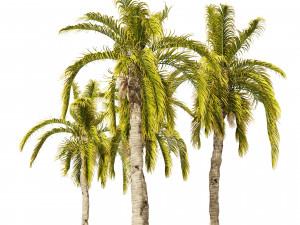 5 Queen Palm Trees 3D Модель