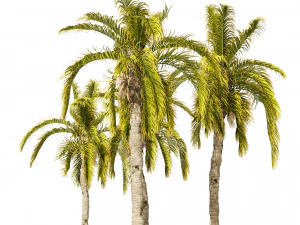 5 Queen Palm Trees 3D Model