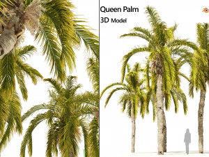 5 Queen Palm Trees 3D Model