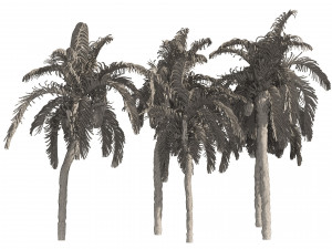 5 Queen Palm Trees 3D Модель