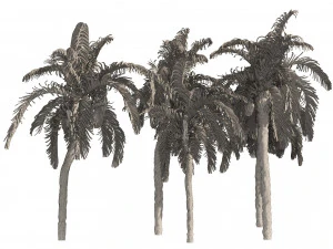 5 Queen Palm Trees 3D Model
