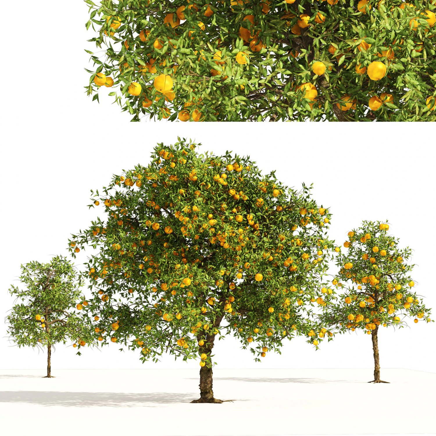 Orange fruit tree 3D Model .c4d .max .obj .3ds .fbx .stl .blend 