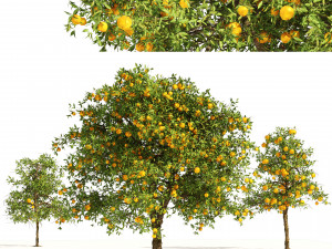 Orange fruit tree 3D Model