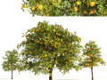 Orange fruit tree Modelo 3D