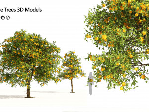 Orange fruit tree 3D Model