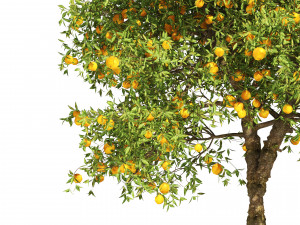 Orange fruit tree 3D Model