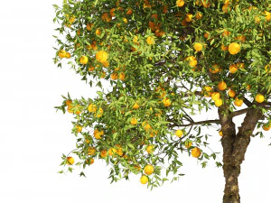Orange fruit tree 3D Model