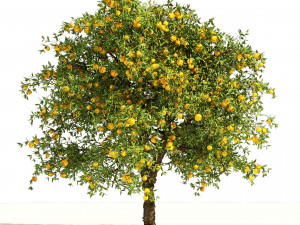 Orange fruit tree 3D Model