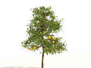 Orange fruit tree 3D Model