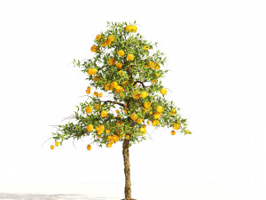 Orange fruit tree 3D Model