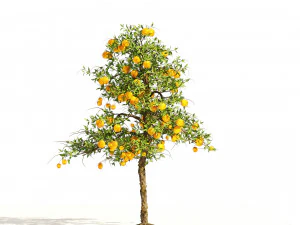 Orange fruit tree 3D Model