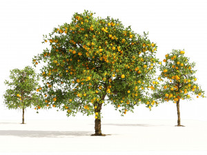 Orange fruit tree 3D Model