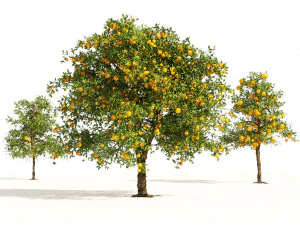 Orange fruit tree 3D Model