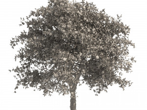 Orange fruit tree 3D Model