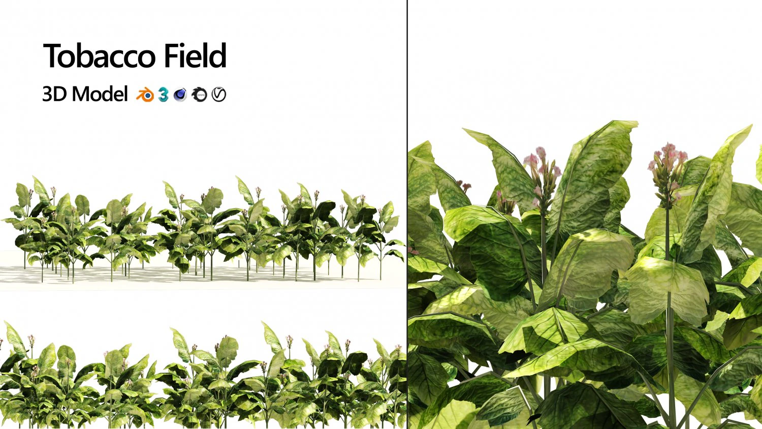 Tobacco Plants Field 3D Model .c4d .max .obj .3ds .fbx .stl .blend