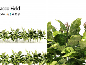 Tobacco Plants Field 3D Model