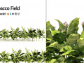 Tobacco Plants Field 3D 모델