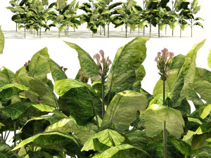 Tobacco Plants Field 3D Model