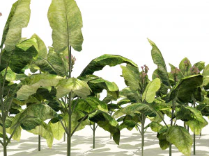 Tobacco Plants Field 3D Model