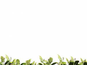 Tobacco Plants Field 3D 모델