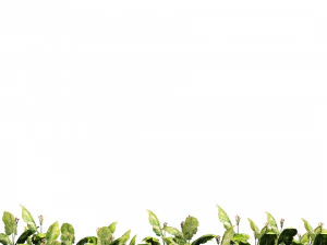 Tobacco Plants Field 3D Model