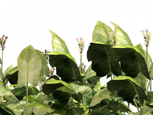 Tobacco Plants Field 3D Model