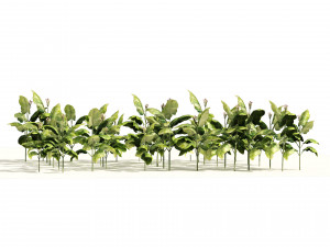 Tobacco Plants Field 3D 모델