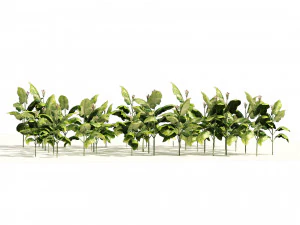 Tobacco Plants Field 3D Model