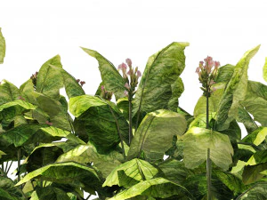 Tobacco Plants Field 3D Model