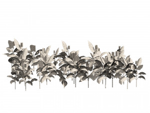Tobacco Plants Field 3D 모델