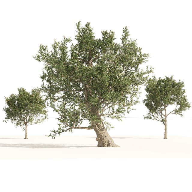 Mediterranean Olive Trees 3D मॉडल .c4d .max .obj .3ds .fbx .stl .blend 