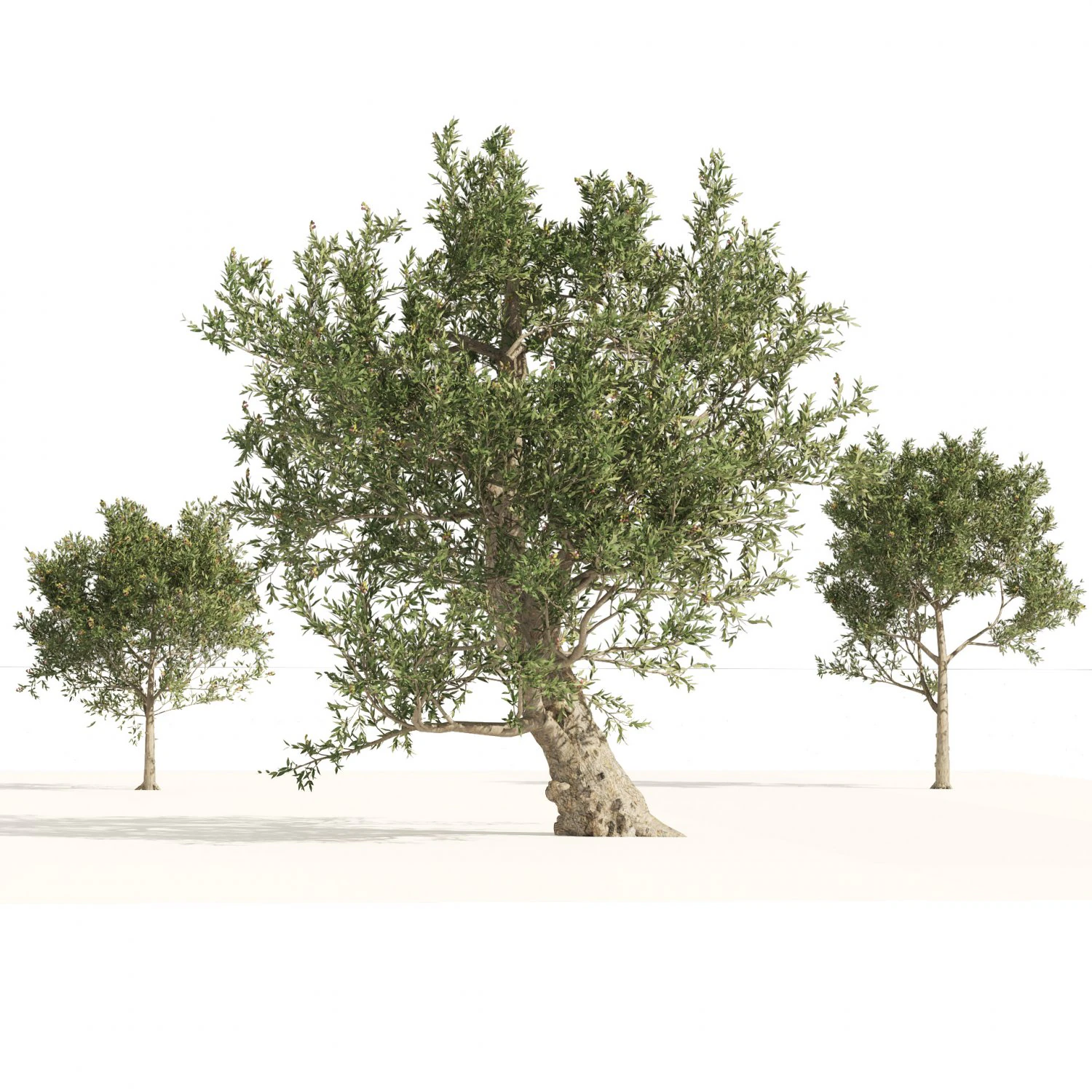 Mediterranean Olive Trees 3D Model .c4d .max .obj .3ds .fbx .stl .blend 