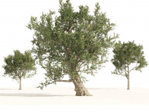 Mediterranean Olive Trees 3D Model