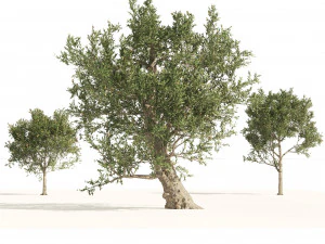 Pohon Zaitun Mediterania Model 3D