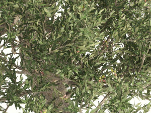 Mediterranean Olive Trees 3D Model