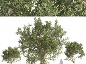 Mediterranean Olive Trees 3D Model