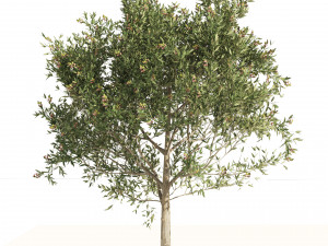 Mediterranean Olive Trees 3D मॉडल