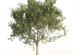 Mediterranean Olive Trees 3D Model