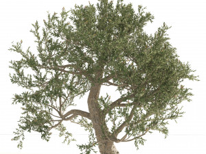 Mediterranean Olive Trees 3D मॉडल