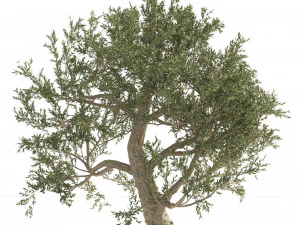 Mediterranean Olive Trees 3D Model