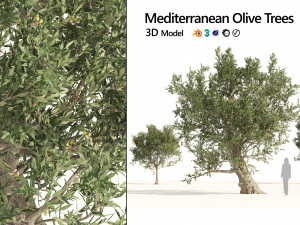 Mediterranean Olive Trees 3D मॉडल