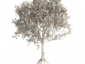 Mediterranean Olive Trees 3D Model