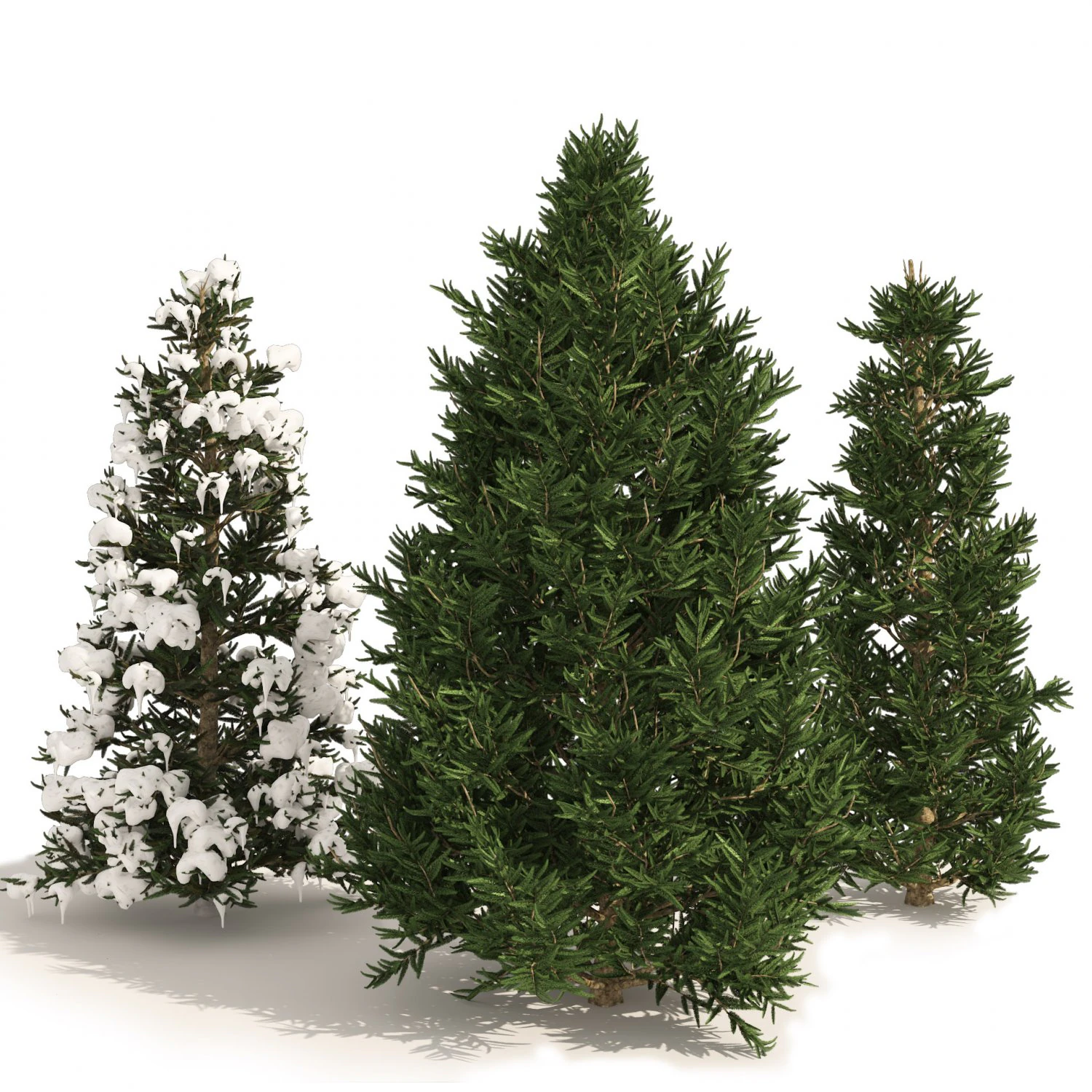 3 summer and winter Fraser Fir Christmas Trees 3D Model .c4d .max .obj .3ds .fbx .stl .blend 